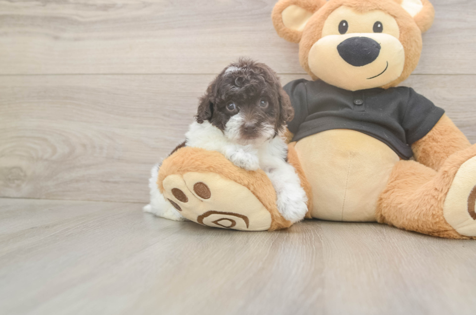 6 week old Poodle Puppy For Sale - Windy City Pups