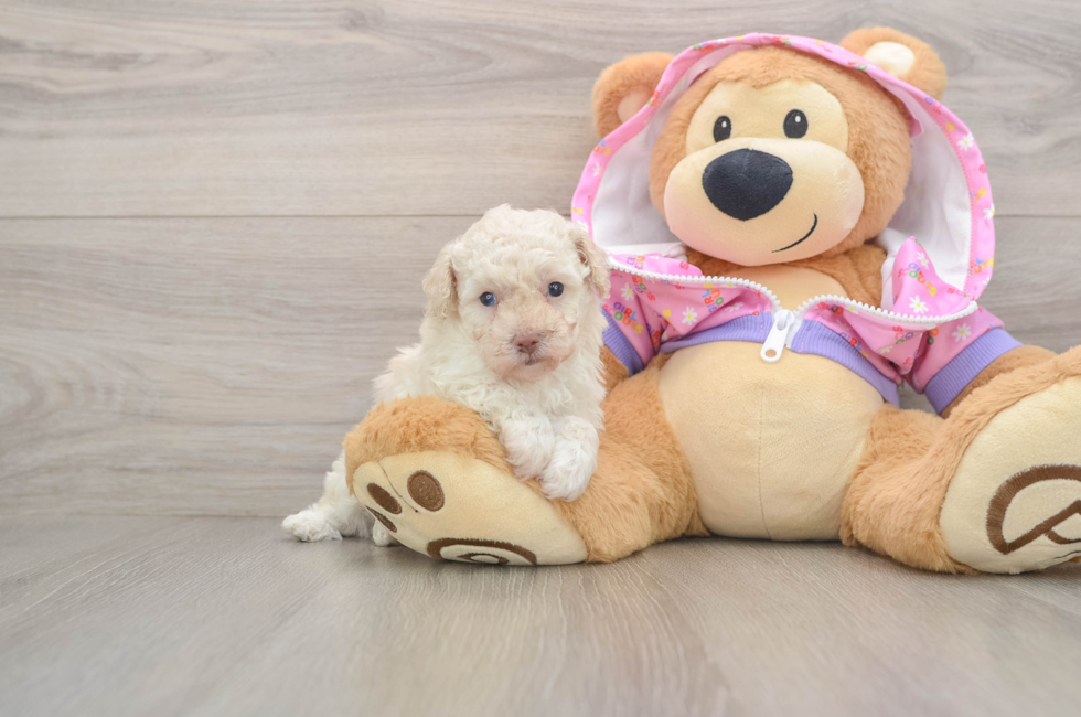 5 week old Poodle Puppy For Sale - Windy City Pups