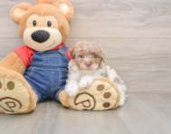 8 week old Poodle Puppy For Sale - Windy City Pups