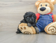 7 week old Poodle Puppy For Sale - Windy City Pups