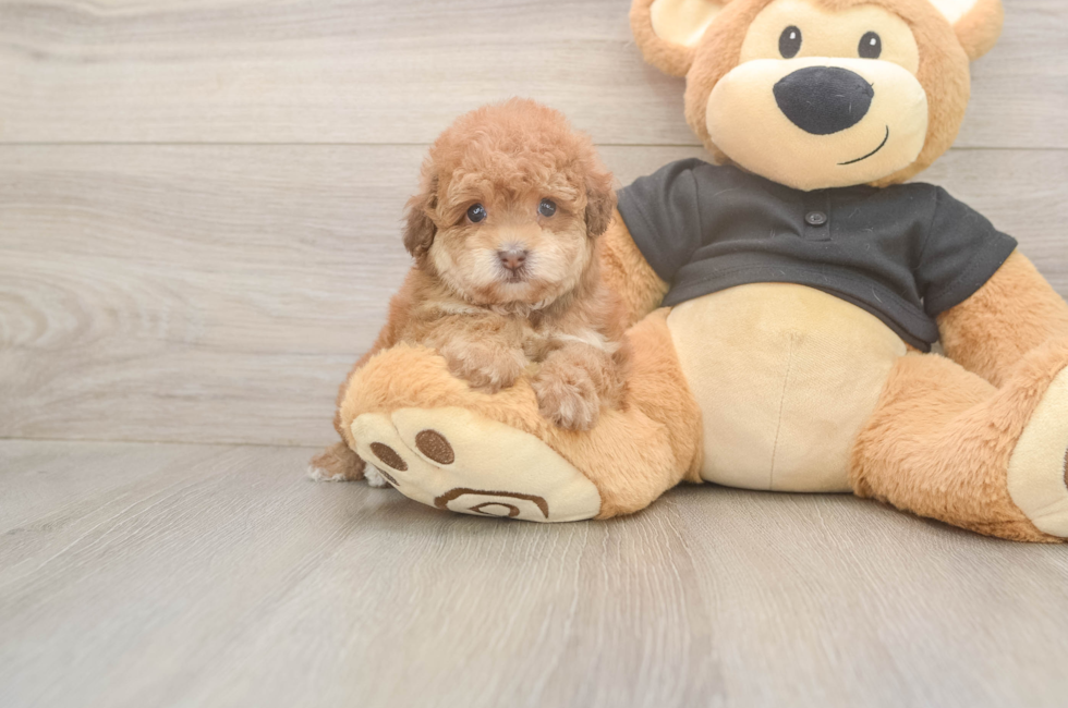 6 week old Poodle Puppy For Sale - Windy City Pups