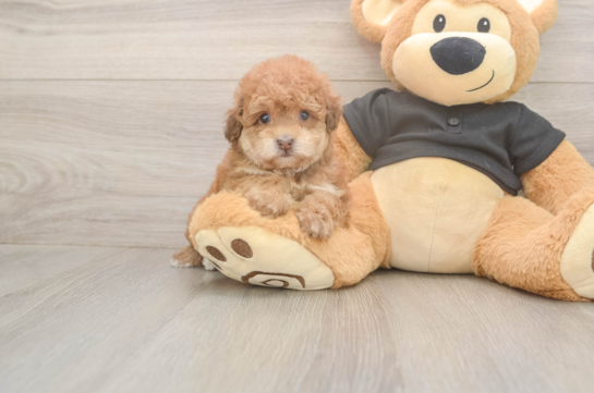 6 week old Poodle Puppy For Sale - Windy City Pups Funny Poodle Purebred Pup