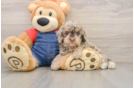 Poodle Pup Being Cute