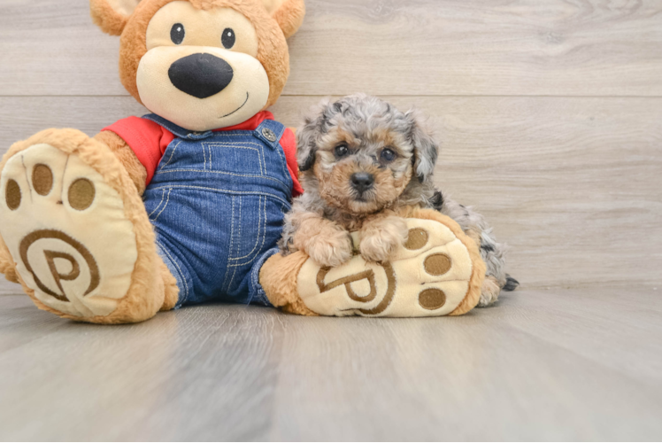 Funny Poodle Baby