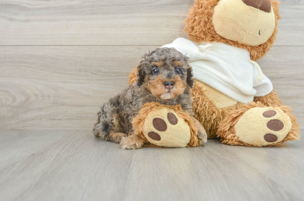 5 week old Poodle Puppy For Sale - Windy City Pups