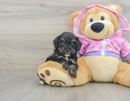 8 week old Poodle Puppy For Sale - Windy City Pups