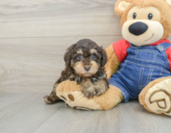 7 week old Poodle Puppy For Sale - Windy City Pups