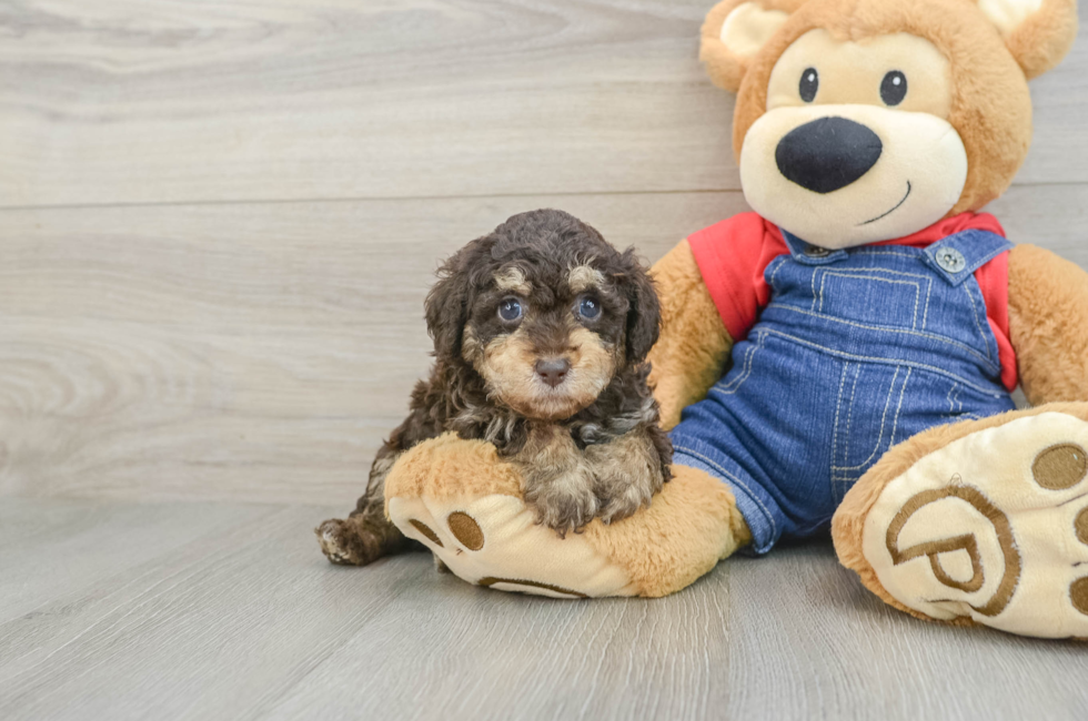 5 week old Poodle Puppy For Sale - Windy City Pups
