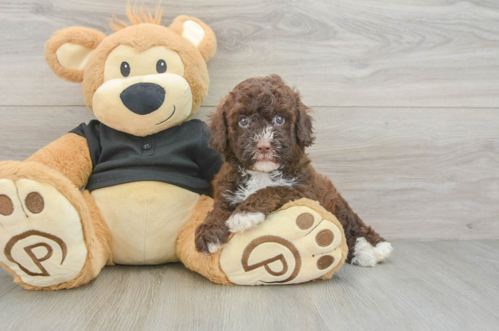 5 week old Poodle Puppy For Sale - Windy City Pups