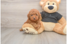 Energetic Pudle Purebred Puppy
