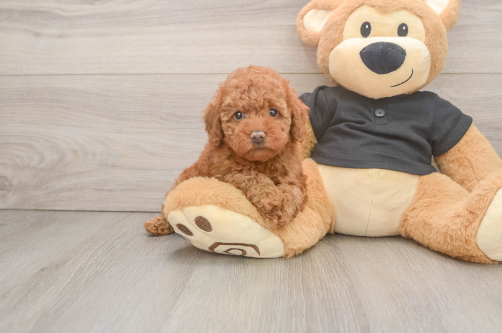 5 week old Poodle Puppy For Sale - Windy City Pups