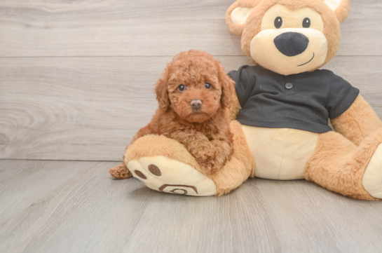 Energetic Pudle Purebred Puppy