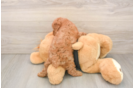 Petite Pudle Purebred Puppy