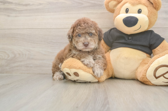 6 week old Poodle Puppy For Sale - Windy City Pups Small Poodle Purebred Pup