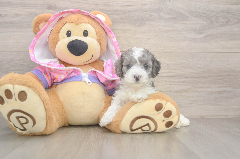 5 week old Poodle Puppy For Sale - Windy City Pups