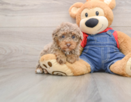 7 week old Poodle Puppy For Sale - Windy City Pups