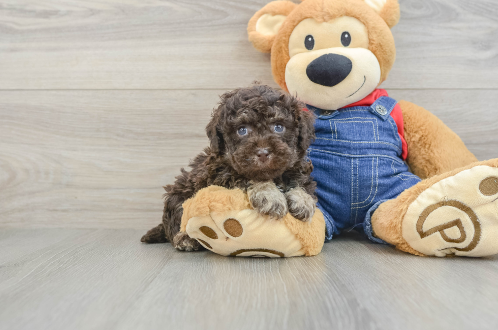 5 week old Poodle Puppy For Sale - Windy City Pups