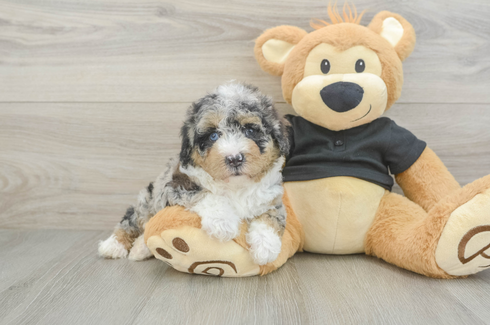 5 week old Poodle Puppy For Sale - Windy City Pups