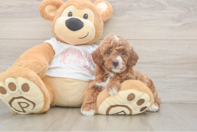 Fluffy Toy Poodle Purebred Puppy