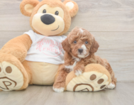 5 week old Poodle Puppy For Sale - Windy City Pups