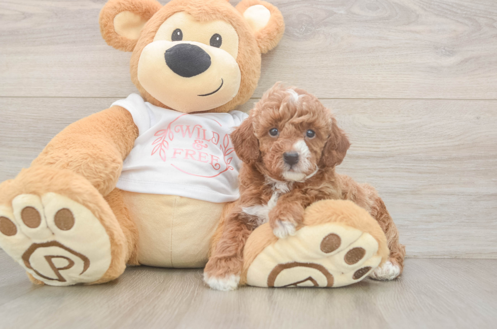 6 week old Poodle Puppy For Sale - Windy City Pups