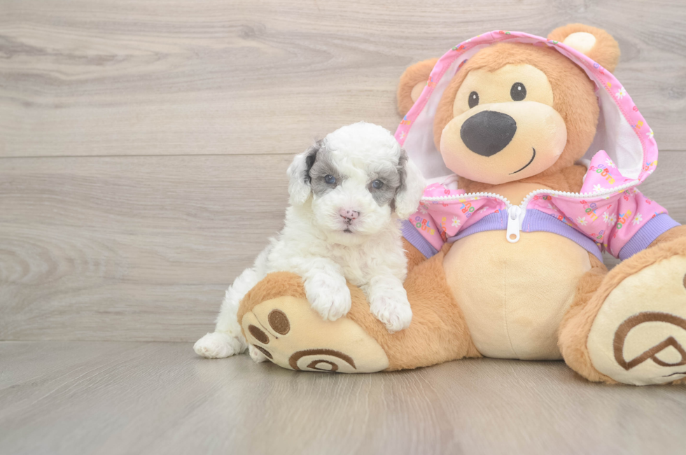 5 week old Poodle Puppy For Sale - Windy City Pups