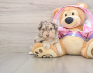 5 week old Poodle Puppy For Sale - Windy City Pups