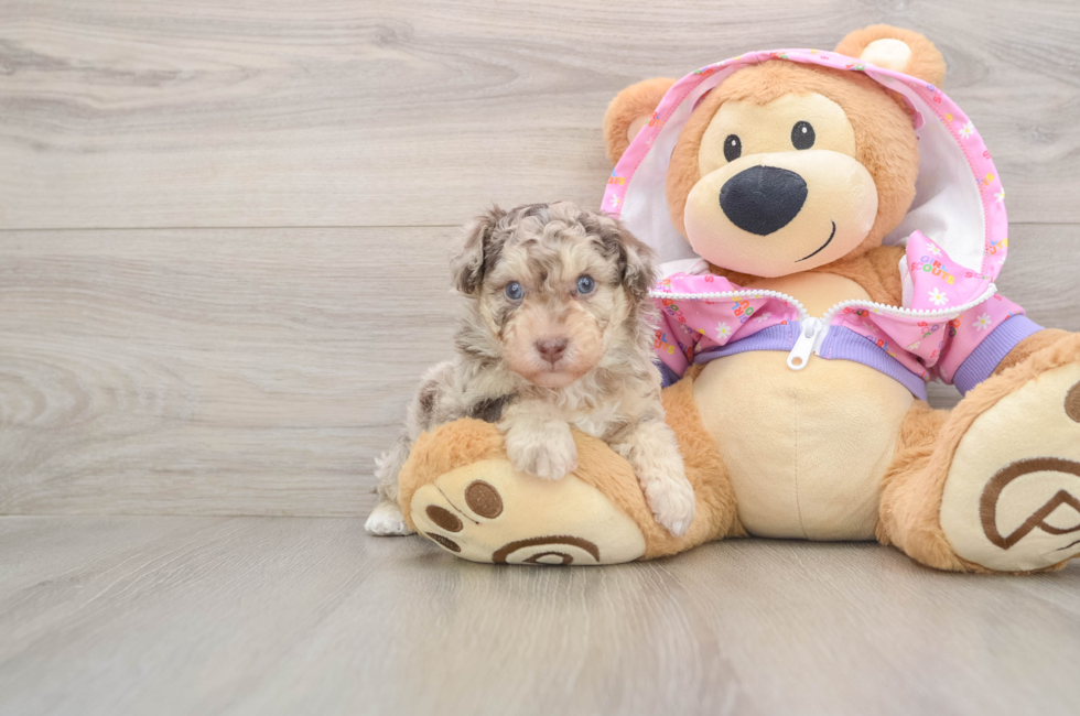 5 week old Poodle Puppy For Sale - Windy City Pups