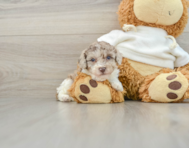 8 week old Poodle Puppy For Sale - Windy City Pups