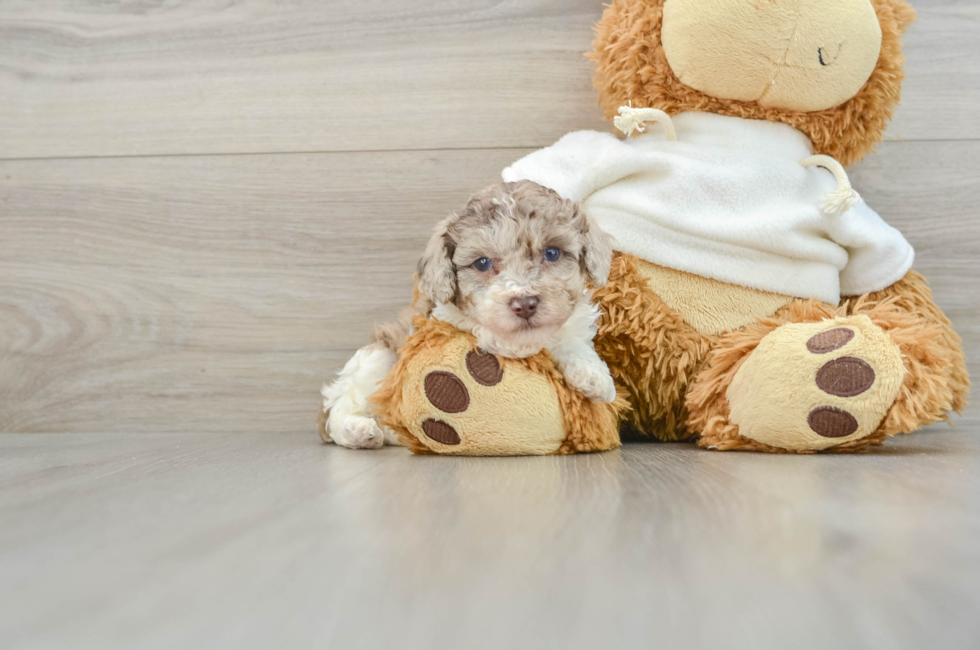 8 week old Poodle Puppy For Sale - Windy City Pups