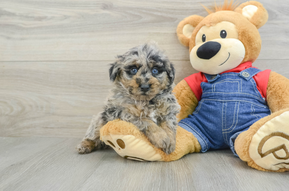 6 week old Poodle Puppy For Sale - Windy City Pups