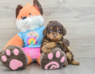 6 week old Poodle Puppy For Sale - Windy City Pups
