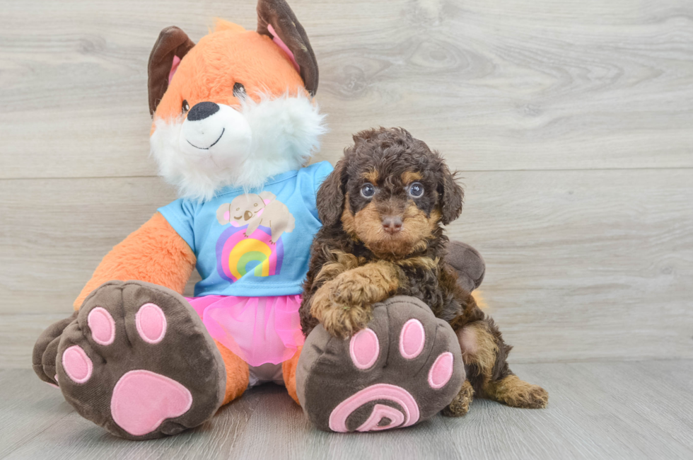 5 week old Poodle Puppy For Sale - Windy City Pups