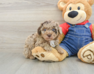 6 week old Poodle Puppy For Sale - Windy City Pups