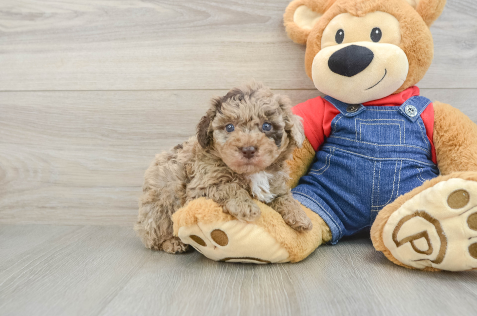 7 week old Poodle Puppy For Sale - Windy City Pups