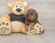 6 week old Poodle Puppy For Sale - Windy City Pups