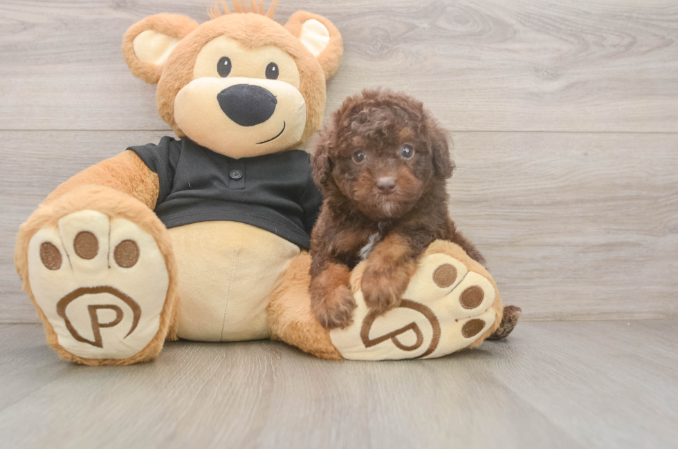 6 week old Poodle Puppy For Sale - Windy City Pups