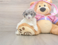 8 week old Poodle Puppy For Sale - Windy City Pups