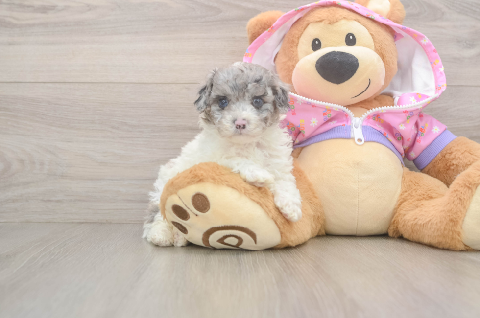 6 week old Poodle Puppy For Sale - Windy City Pups