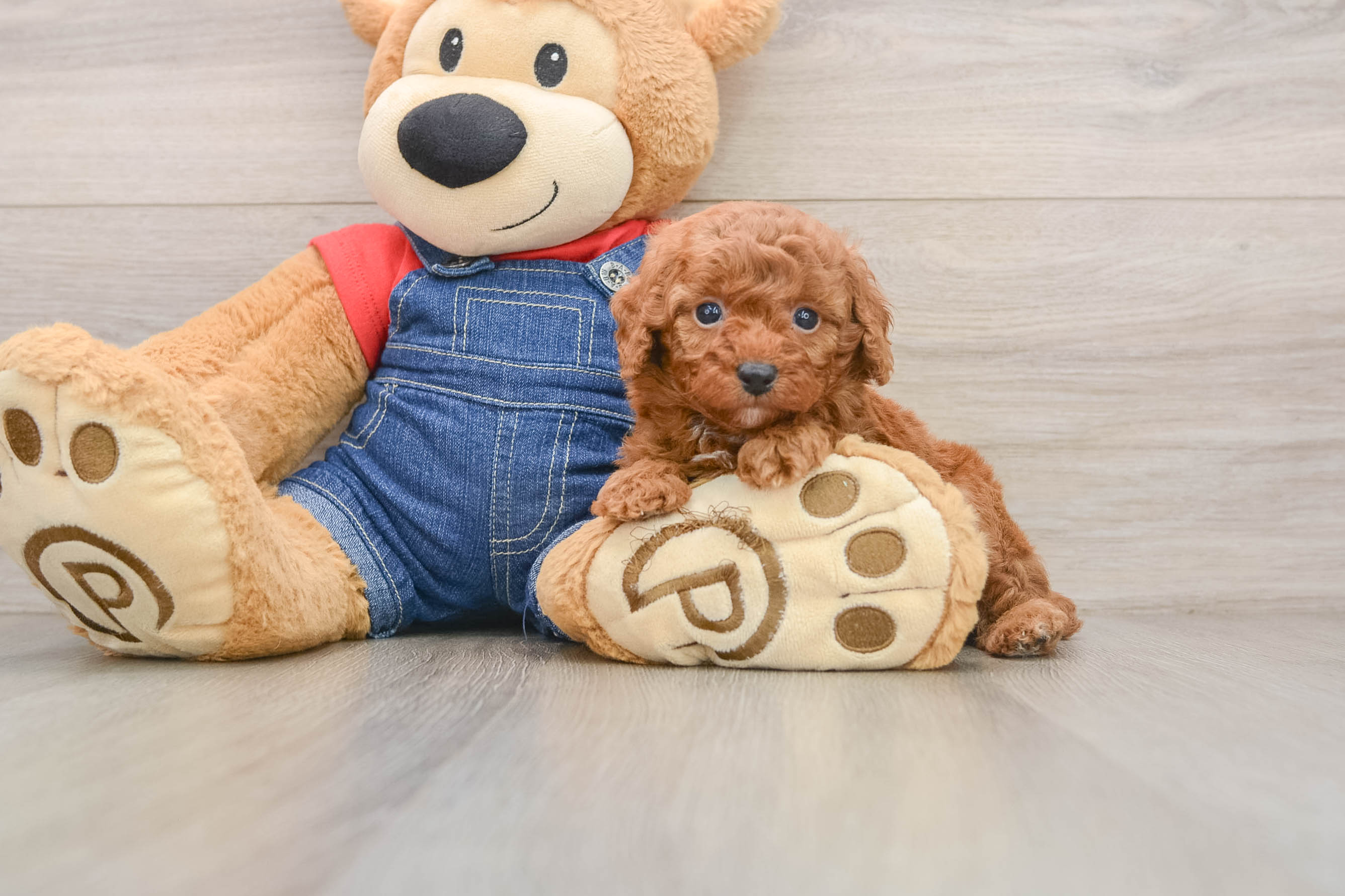 Poodle Puppy for Adoption