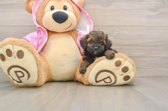 Poodle Pup Being Cute