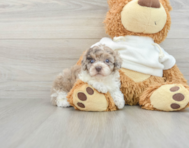 7 week old Poodle Puppy For Sale - Windy City Pups