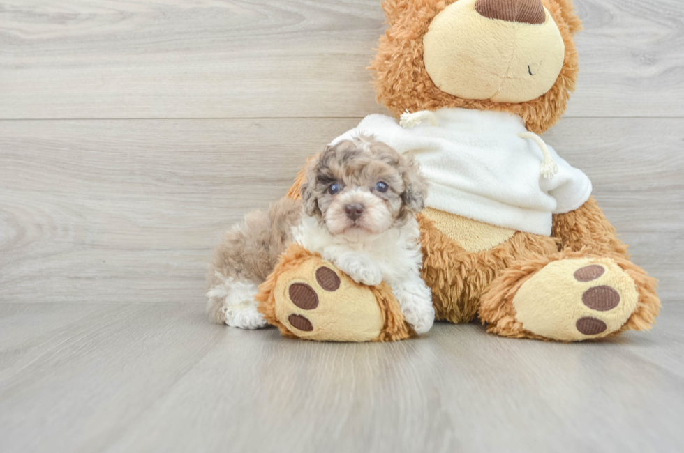 7 week old Poodle Puppy For Sale - Windy City Pups