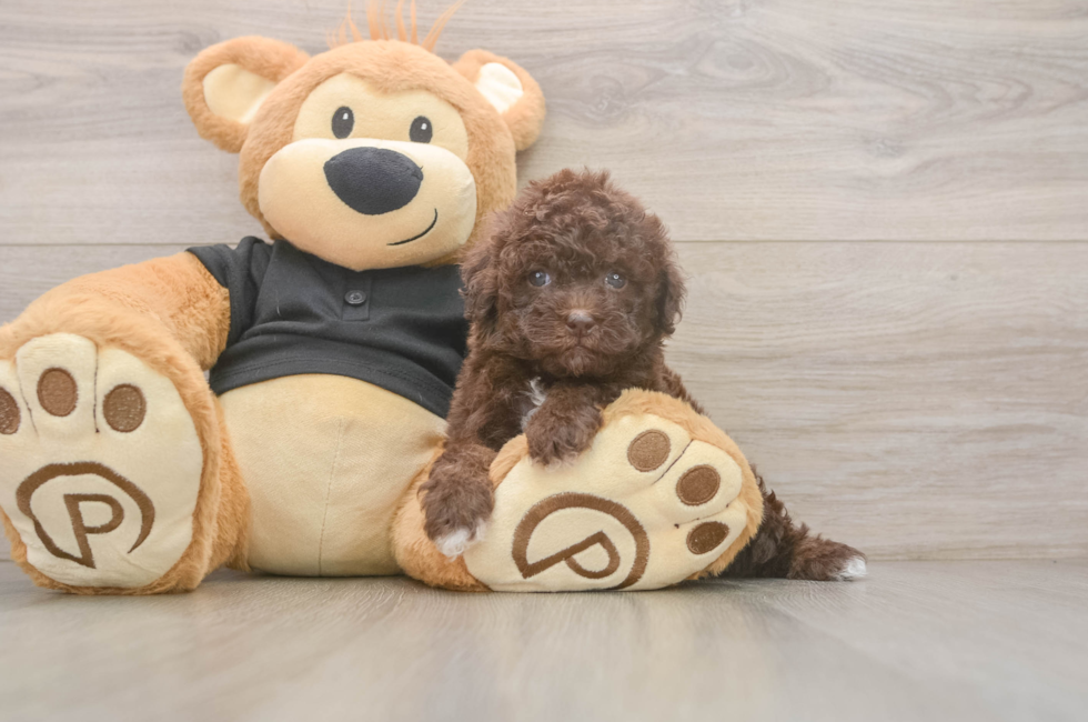 6 week old Poodle Puppy For Sale - Windy City Pups
