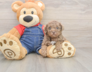 8 week old Poodle Puppy For Sale - Windy City Pups