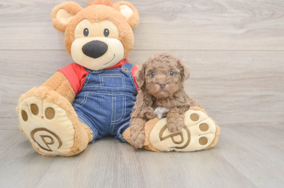 5 week old Poodle Puppy For Sale - Windy City Pups