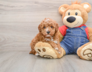 7 week old Poodle Puppy For Sale - Windy City Pups