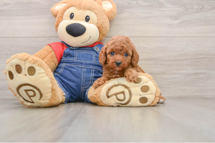 Hypoallergenic Poodle Purebred Pup
