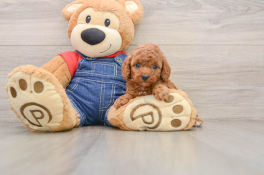 DANDELION, a Poodle littermate