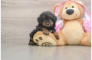 Akc Registered Poodle Baby